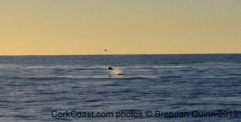 Kinsale high leap dolphin_edited