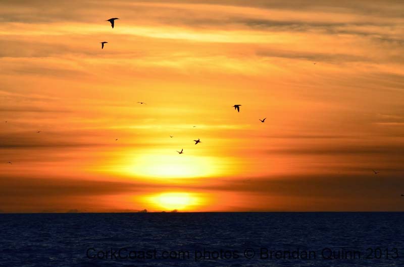 gannets sunset