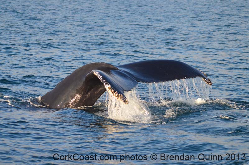 whaletail1