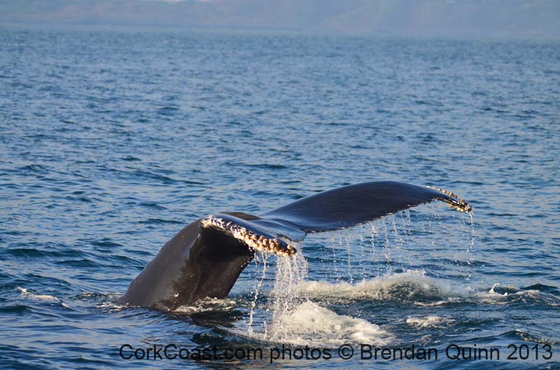 whaletail2
