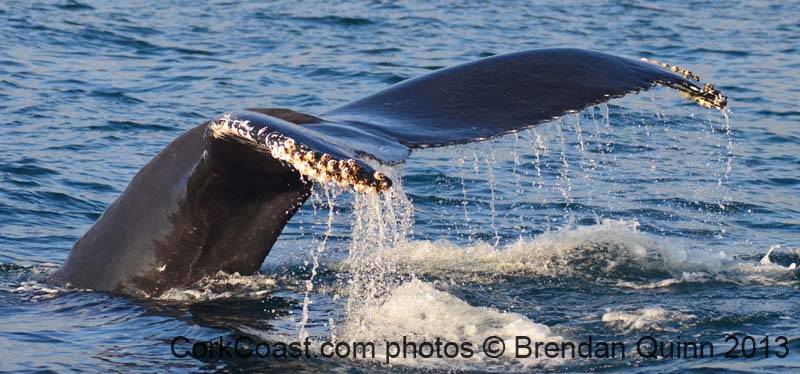 whaletail2c
