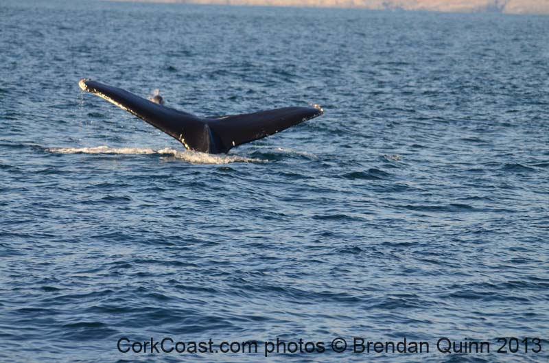 whaletaildolphin