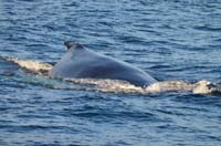 Cork whales 103
