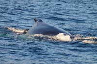 Cork whales 104