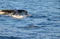 Cork whales 106