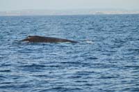 Cork whales 109