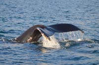 whaletail1