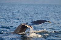 whaletail2