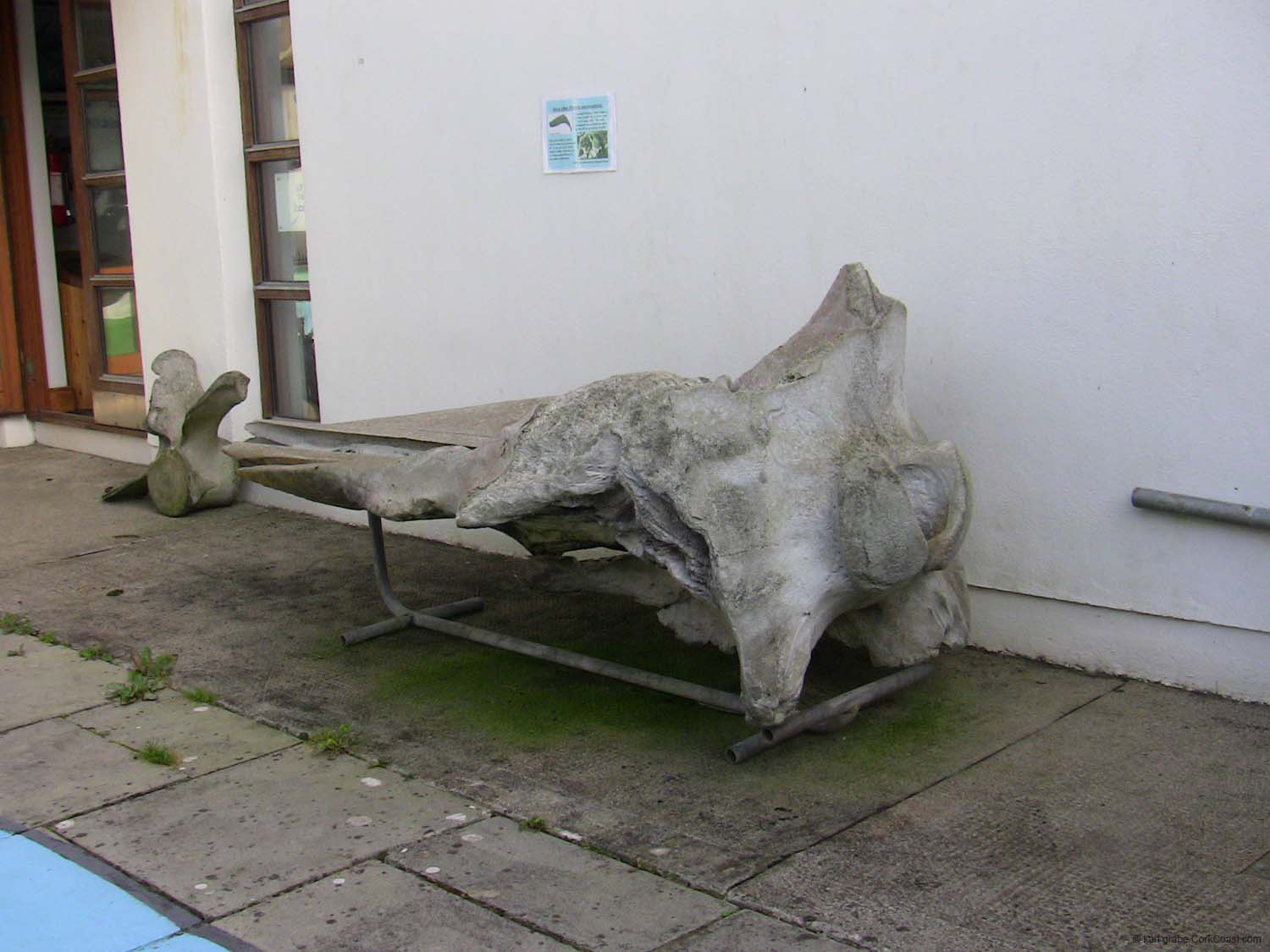 IMG_3162 sperm whale skull