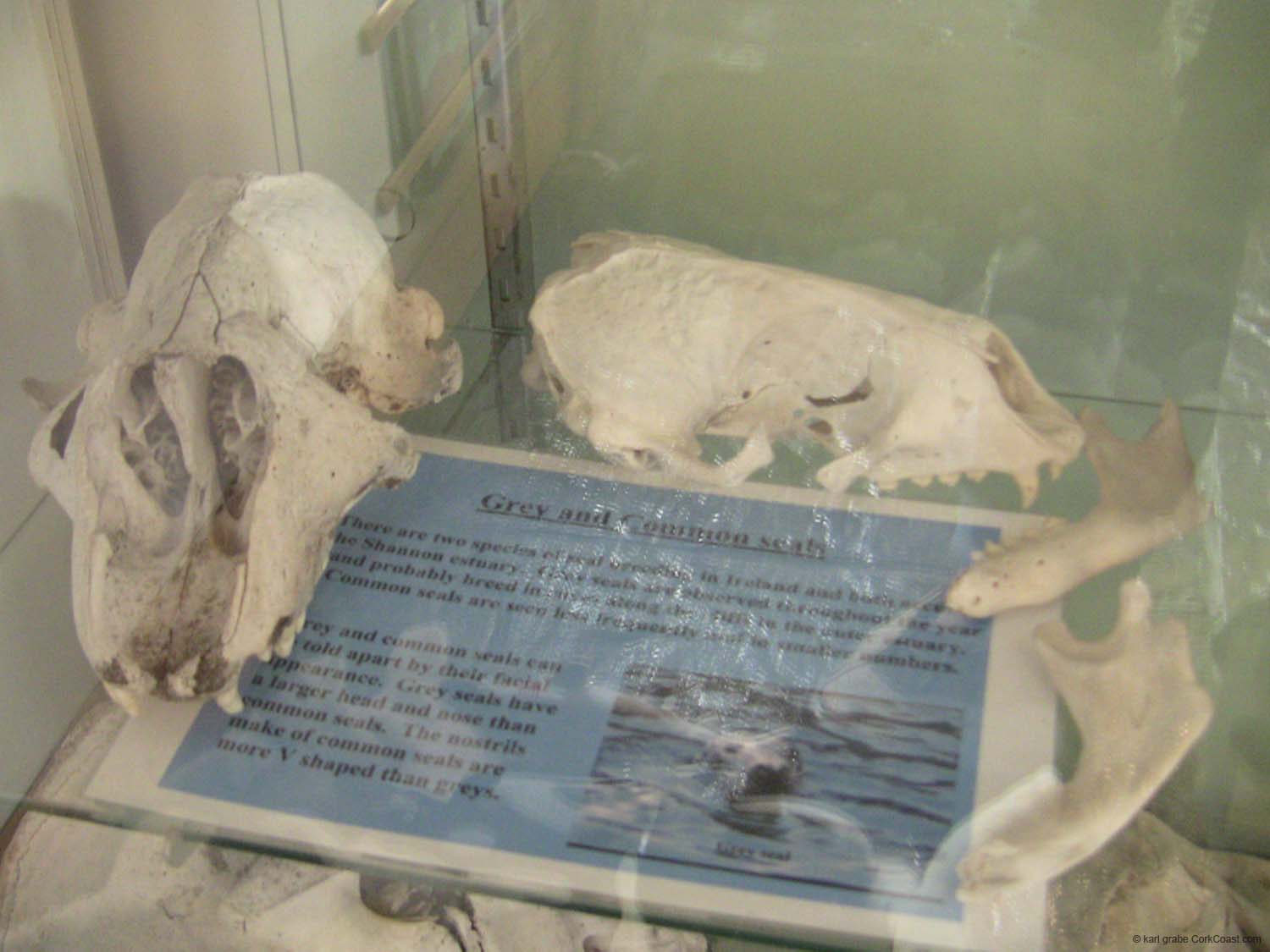 IMG_3174 seal skulls