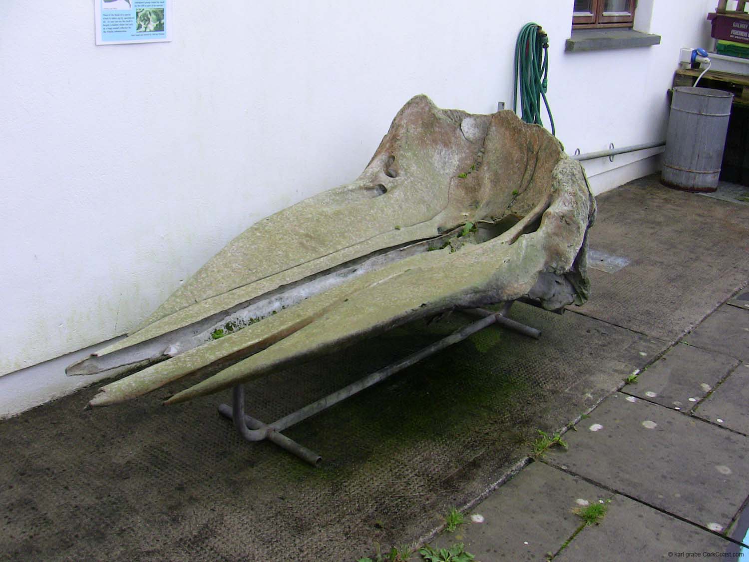 IMG_3189 sperm whale skull