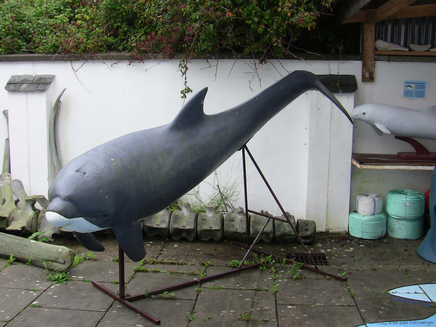 IMG_3191 Fungi life size