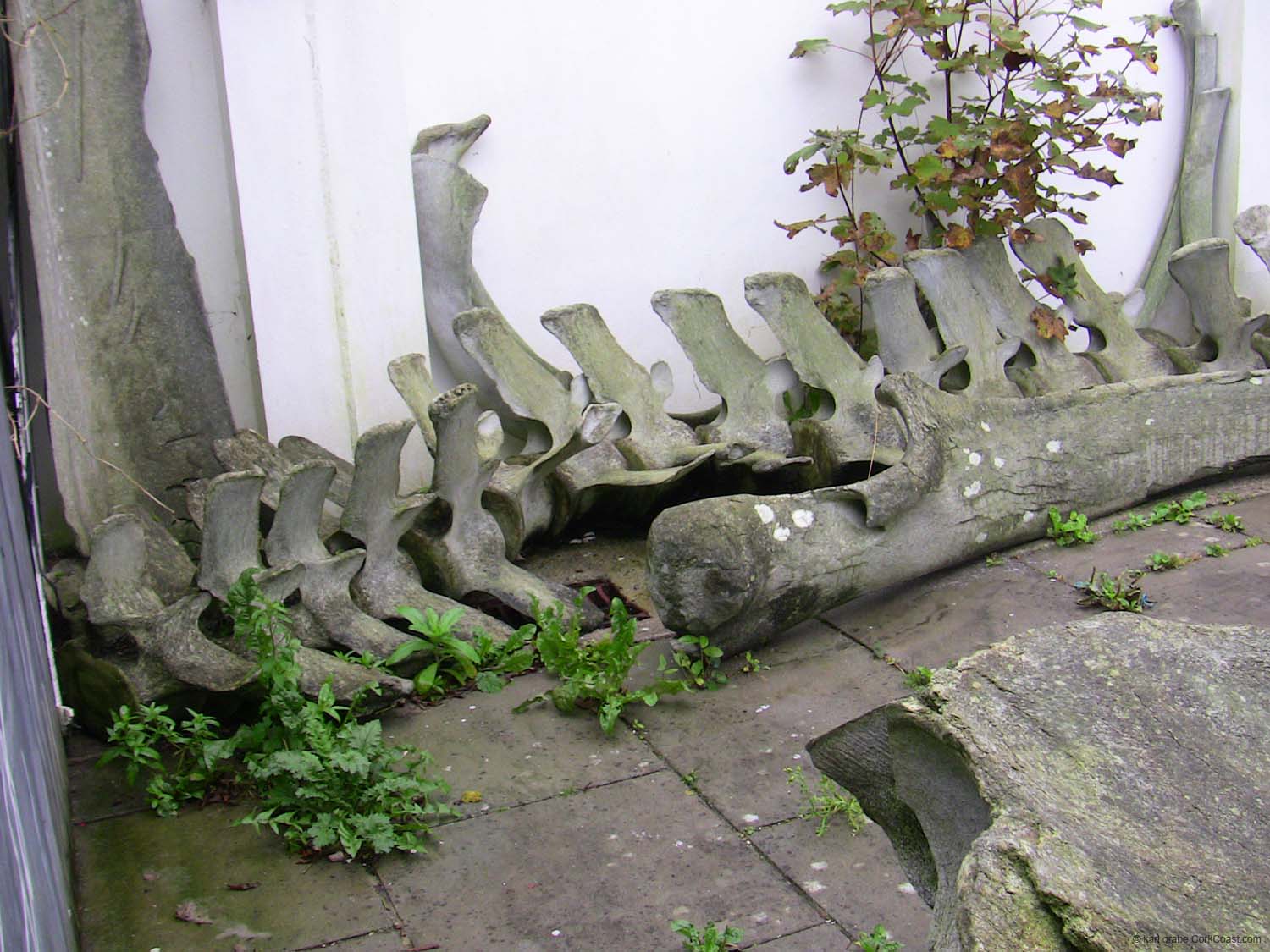 IMG_3195 fin whale spine