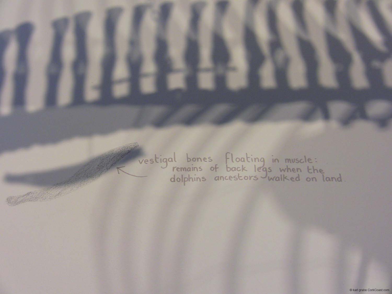 IMG_3202 common dolphin vestigal leg bones