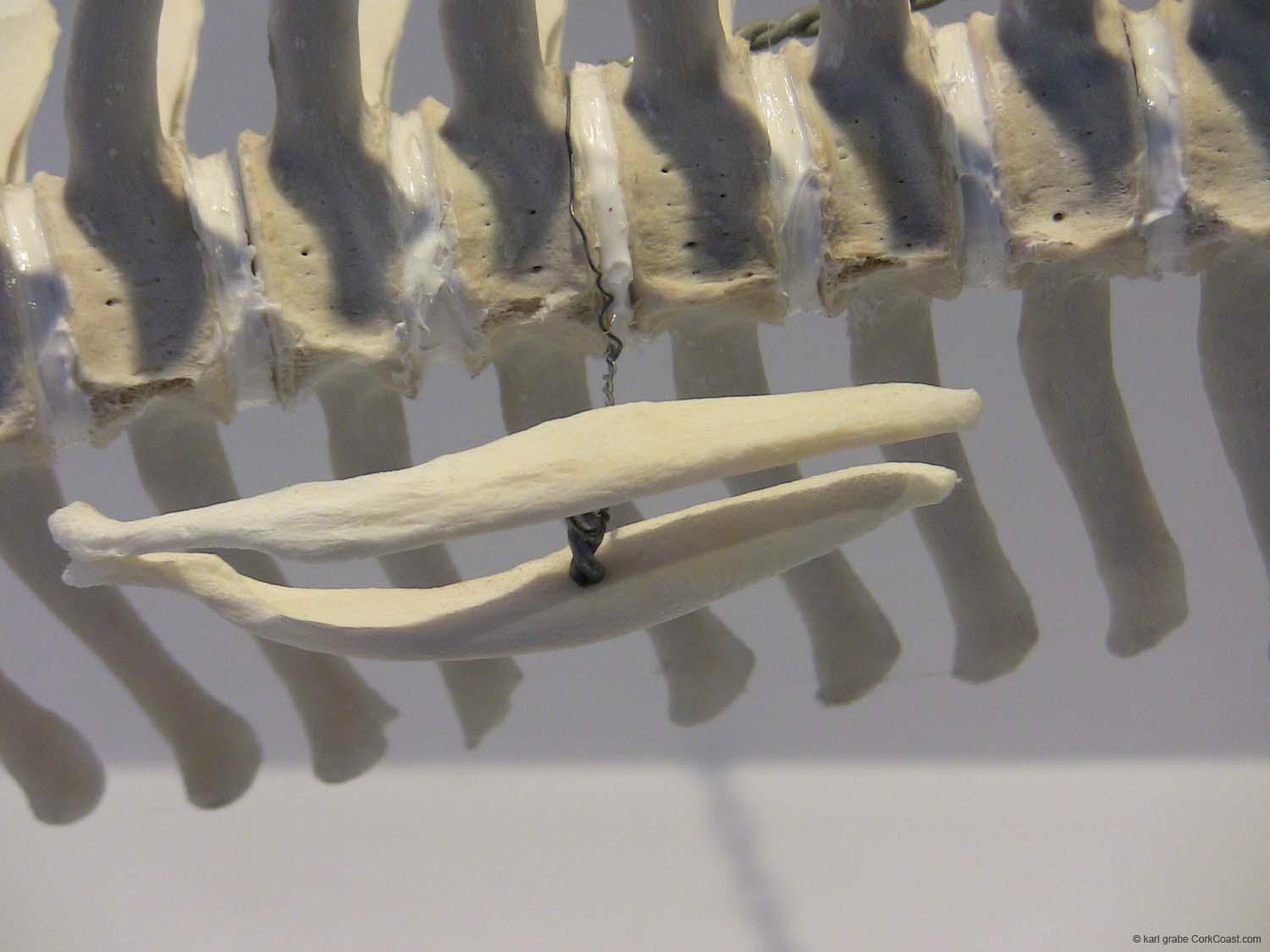 IMG_3203 common dolphin vestigal leg bones