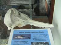 IMG_3171 common dolphin skull