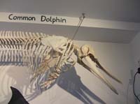 IMG_3201 common dolphin skeleton